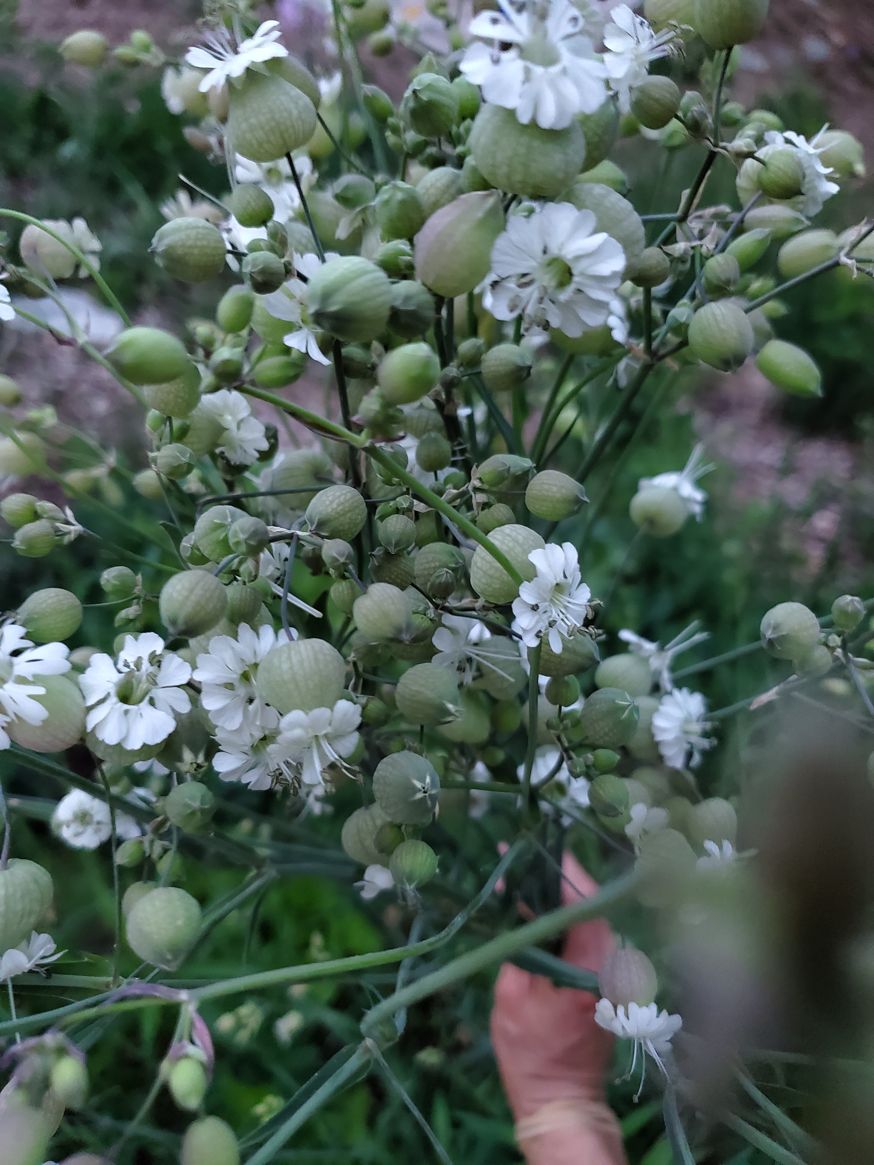 Silene Blushing Lanterns Seeds