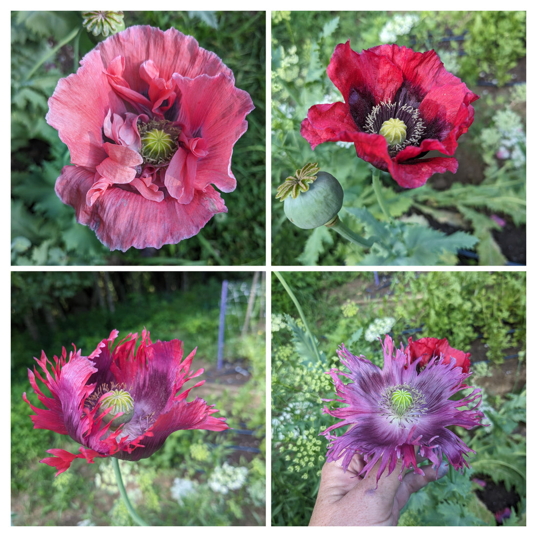 Poppy Drama Queen Mix Seeds