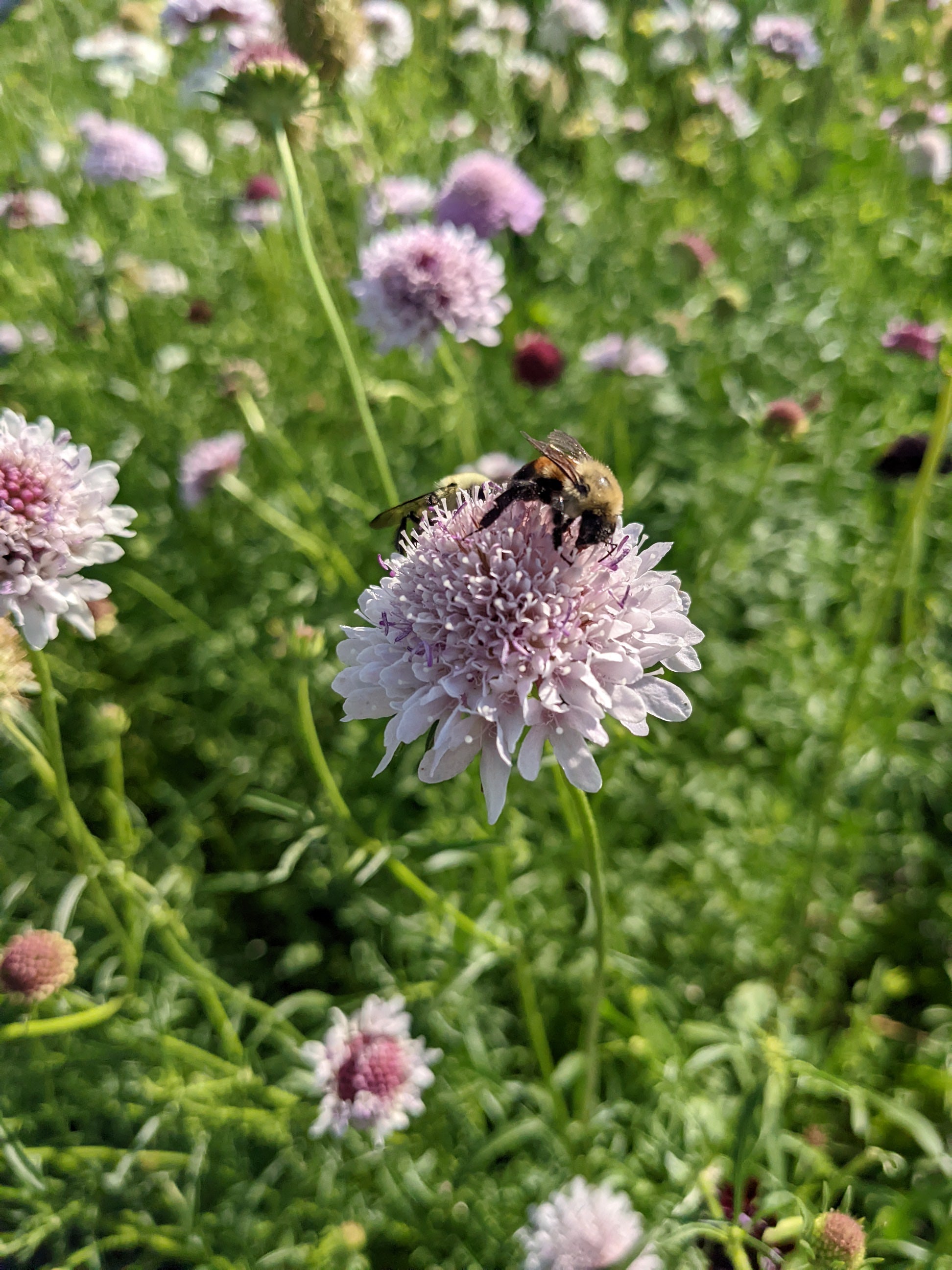 Scabiosa Misty Mountain Lavender Seeds