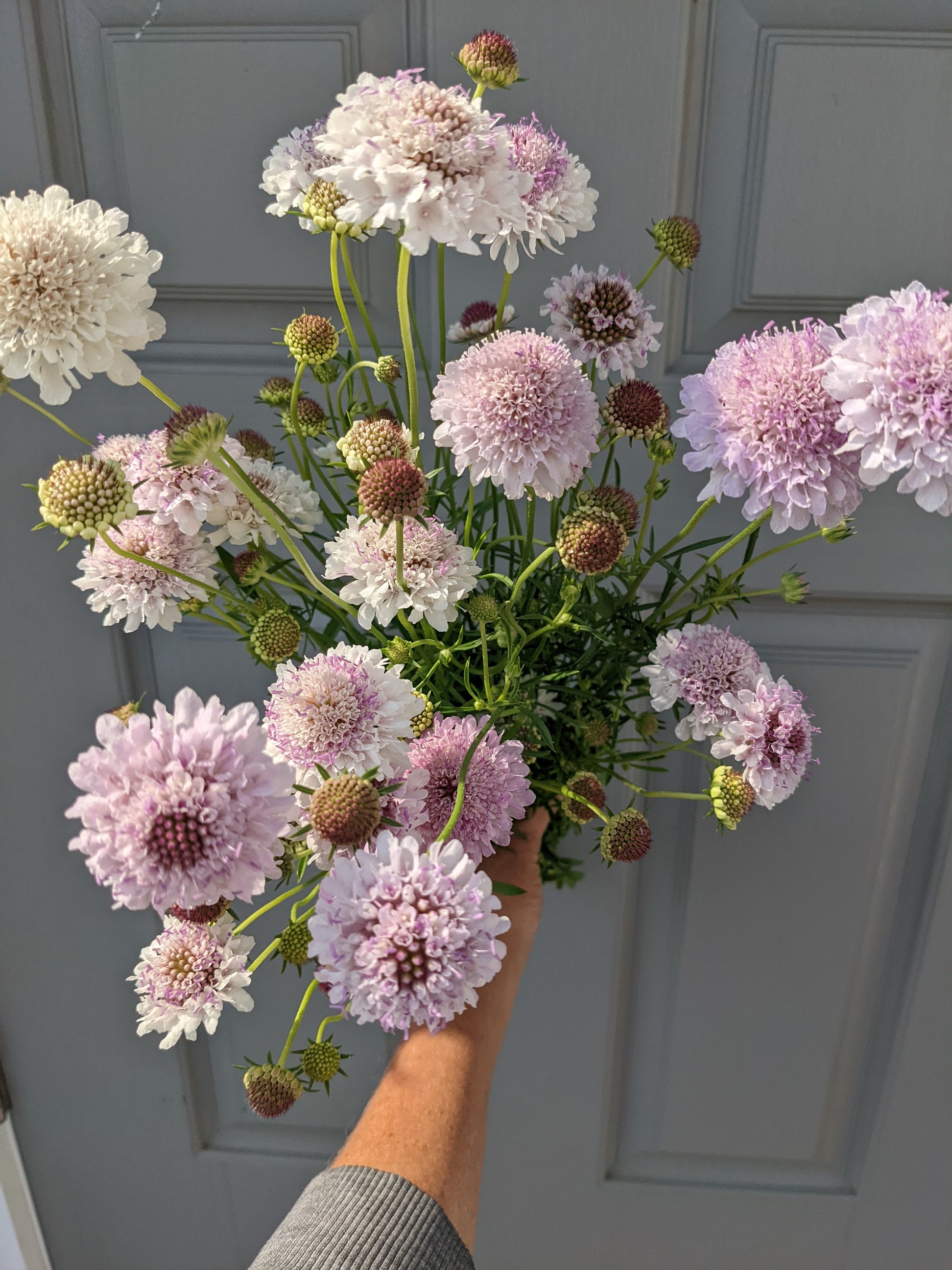 Scabiosa Misty Mountain Lavender Seeds