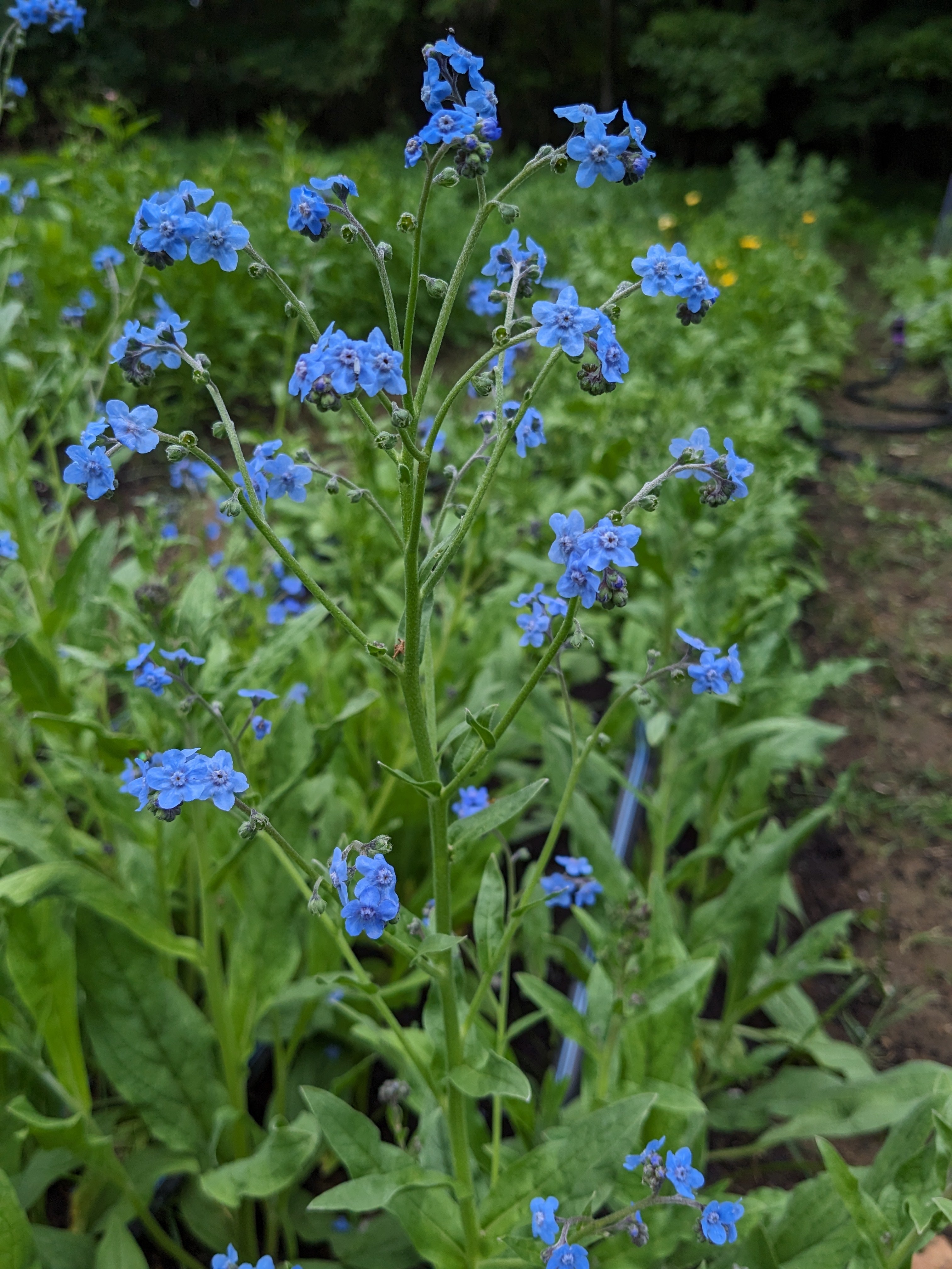 Forget Me Not Firmament Blue Seeds