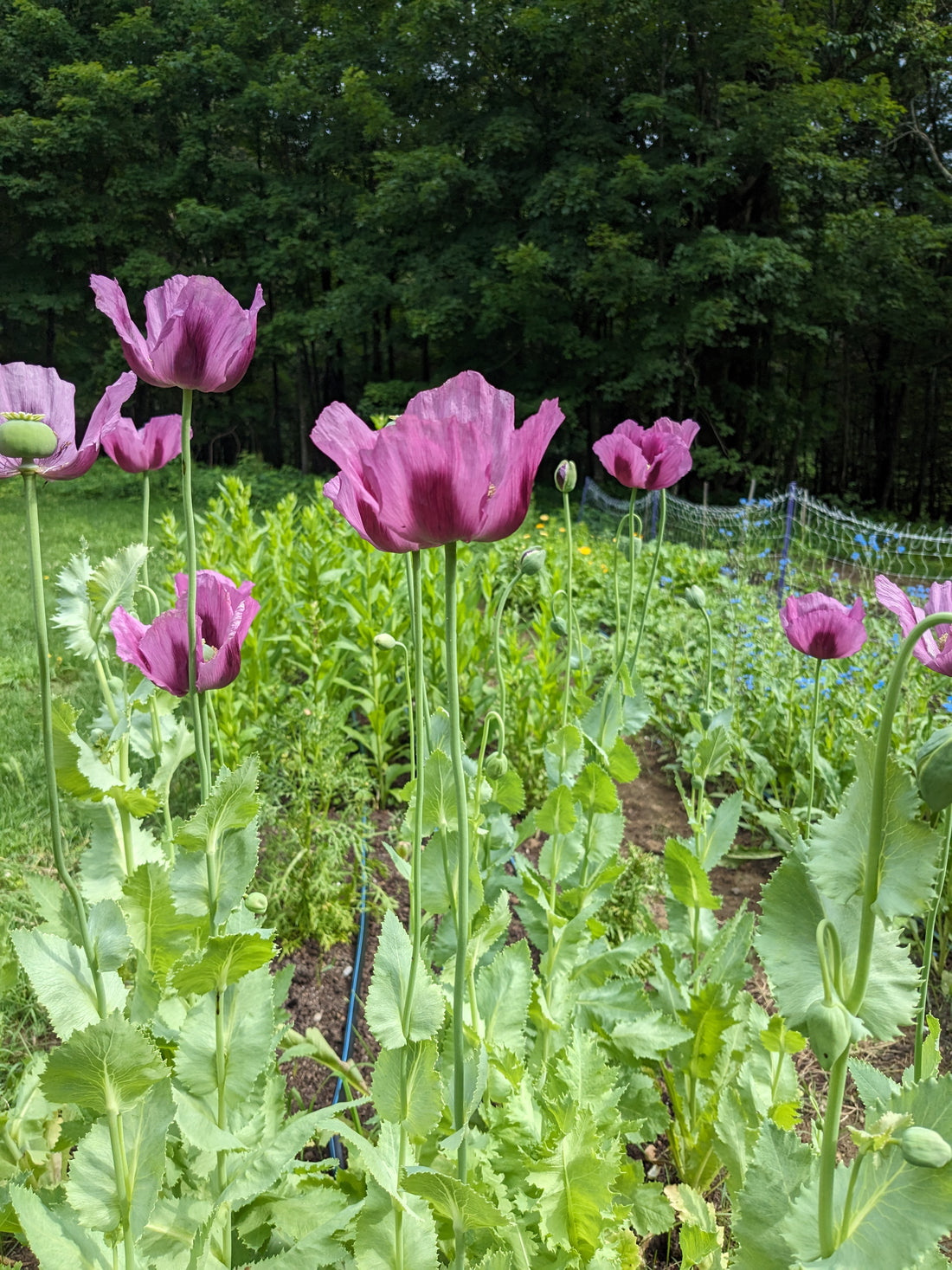 Poppy Hungarian Blue Seeds