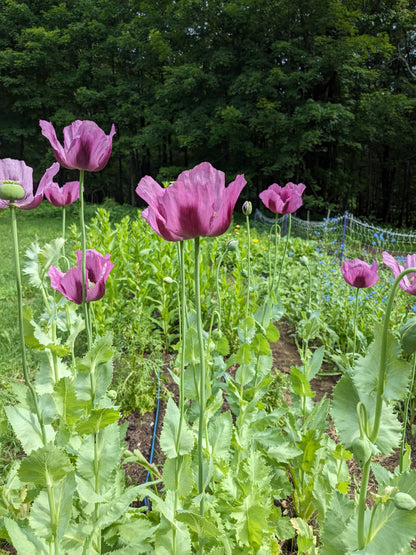 Poppy Hungarian Blue Seeds