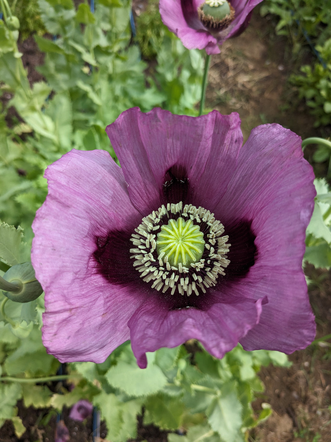 Poppy Hungarian Blue Seeds