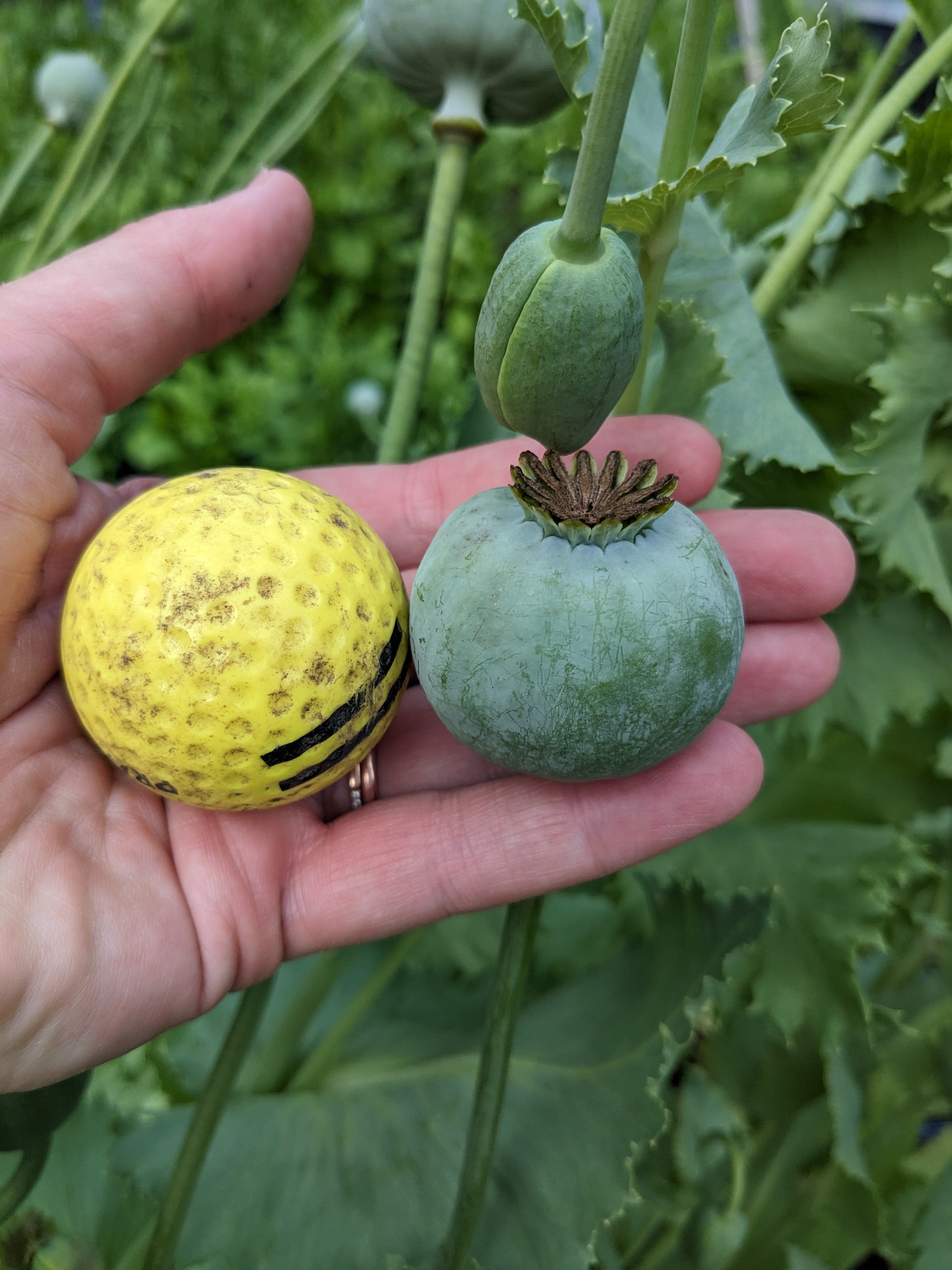 Poppy Giant Breadseed Seeds