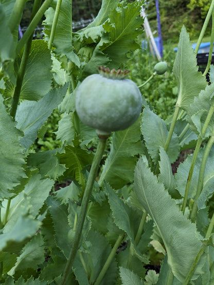 Poppy Giant Breadseed Seeds