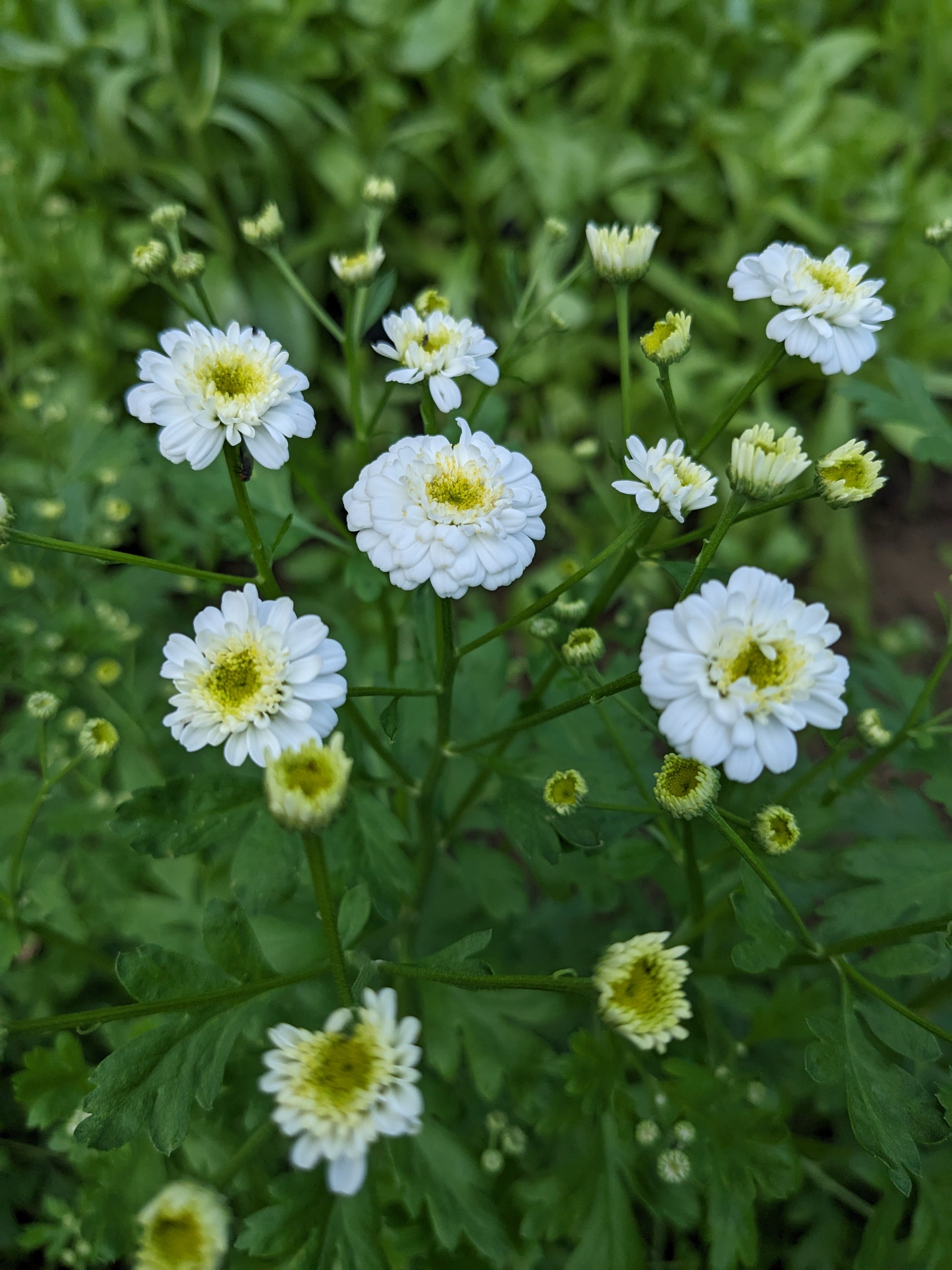 Feverfew Tetra White Seeds