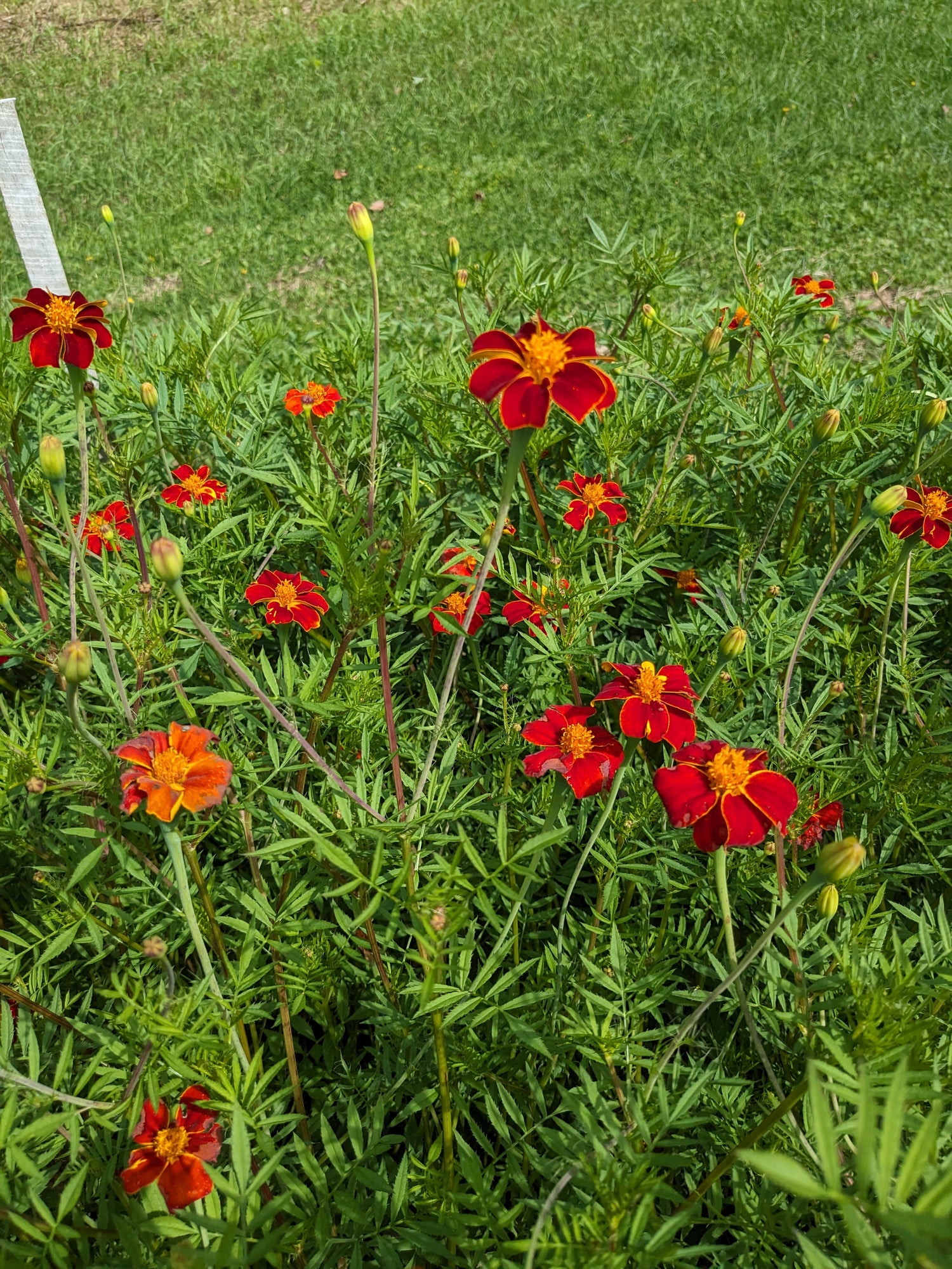 Marigold Ildkongen Seeds