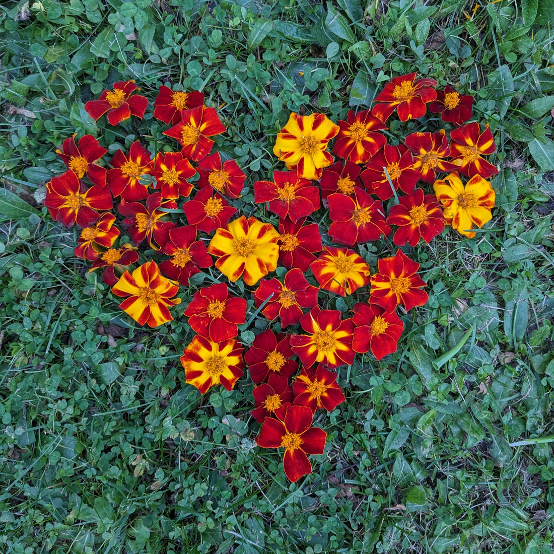 Marigold Ildkongen Seeds