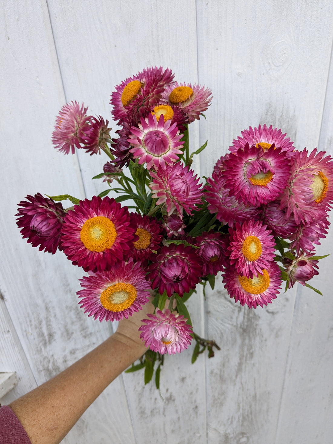 Strawflower Berry Bowl Seeds - Bred By Jig-Bee