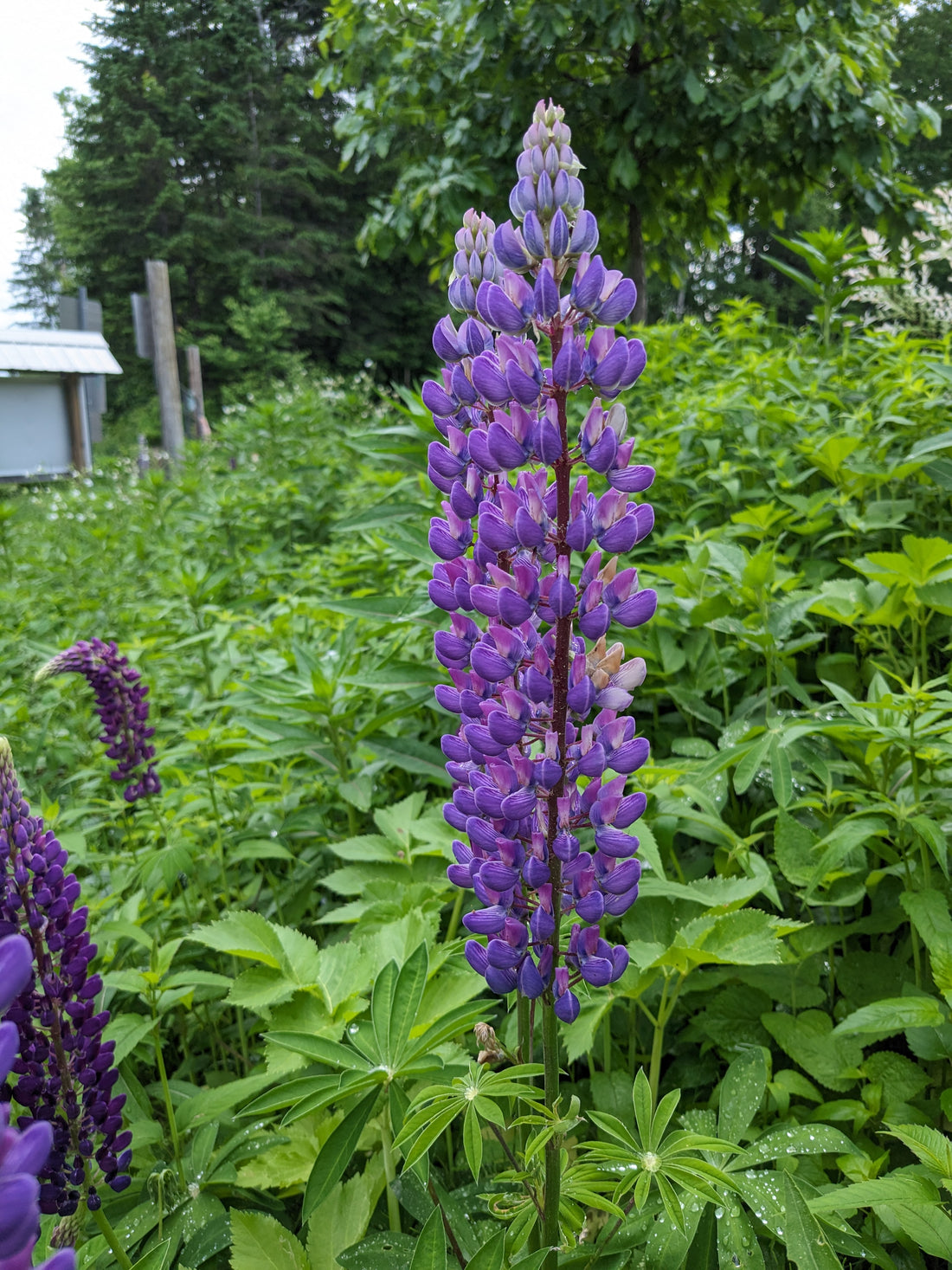 Lupine Corinthian Blues Seeds