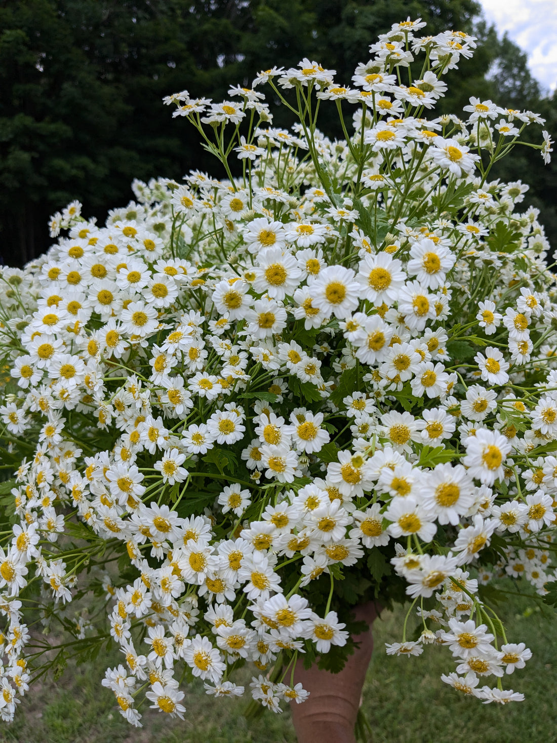 Feverfew Magic Single Seeds