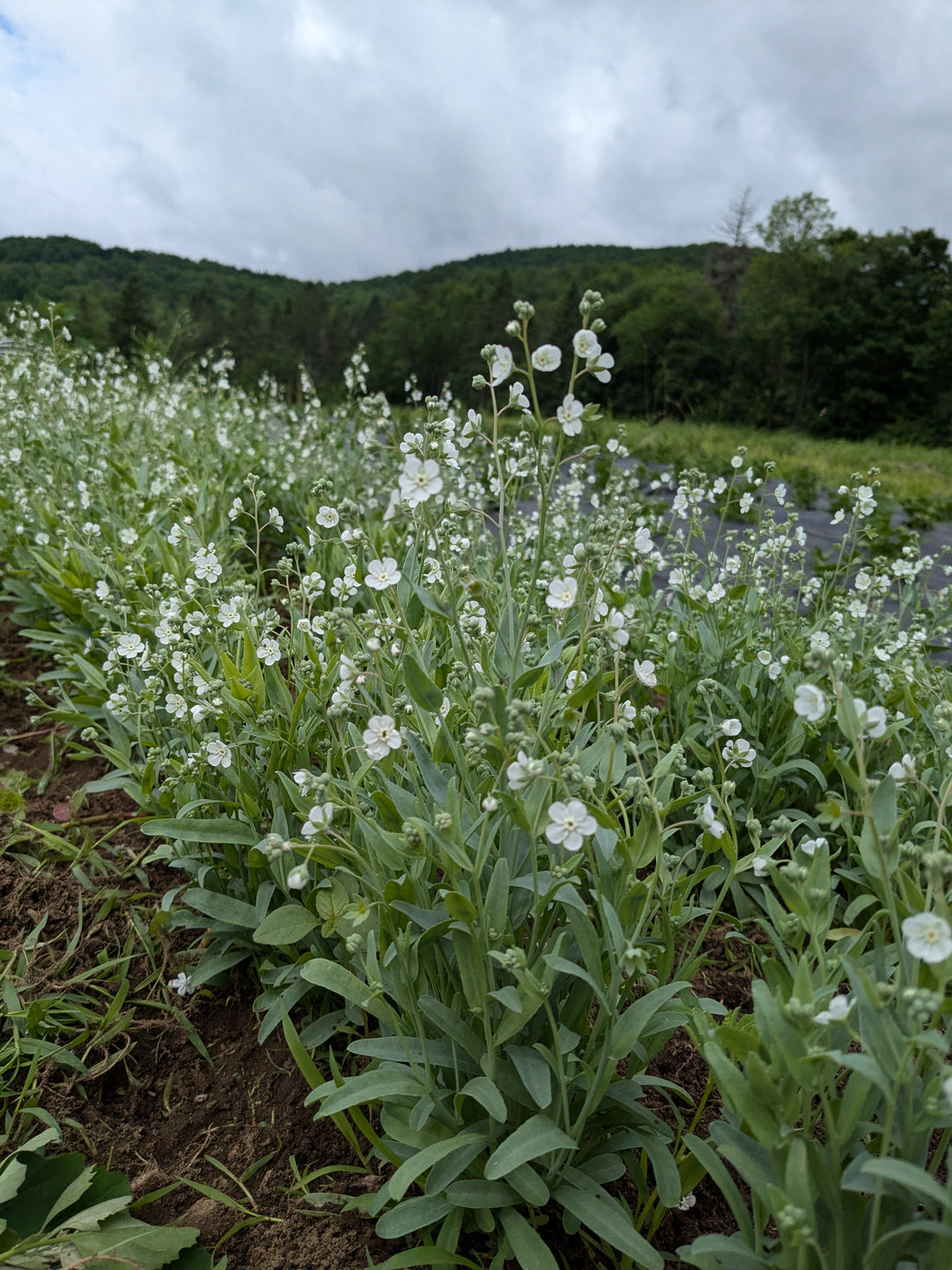 Argentine Forget Me Not Seeds