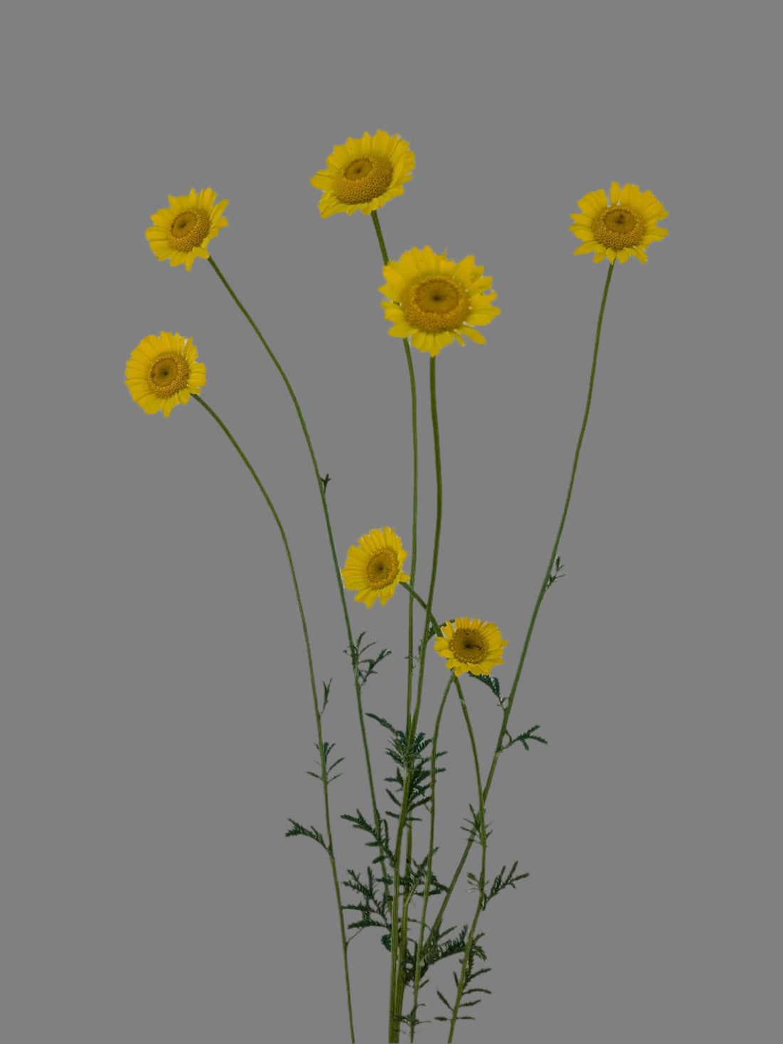 Golden Marguerite Kelwayii Seeds