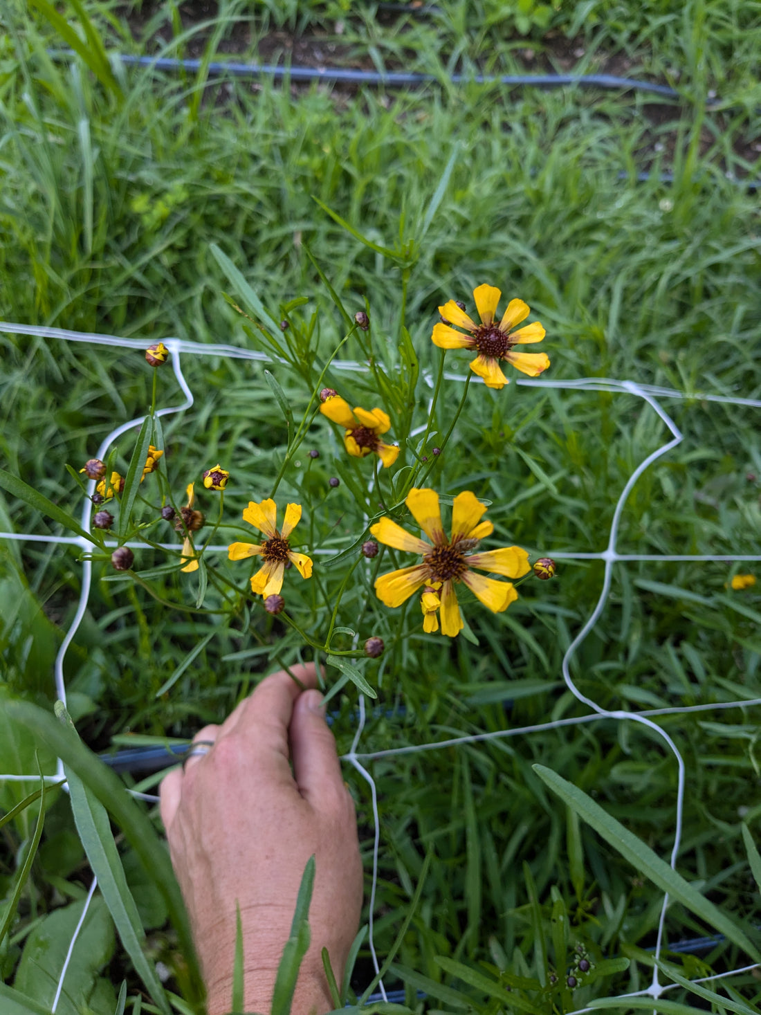 Coreopsis Sea Shells Gold Seeds