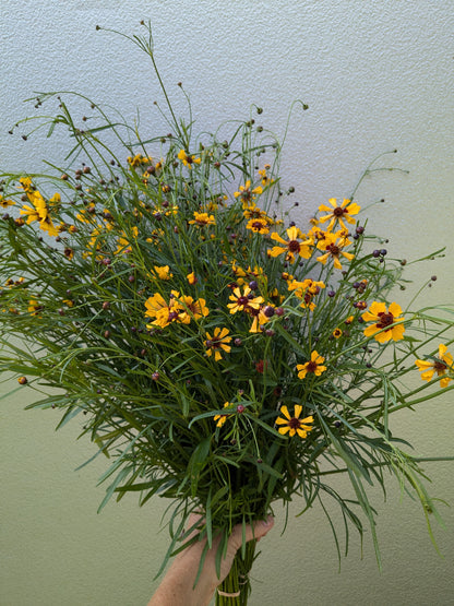 Coreopsis Sea Shells Gold Seeds