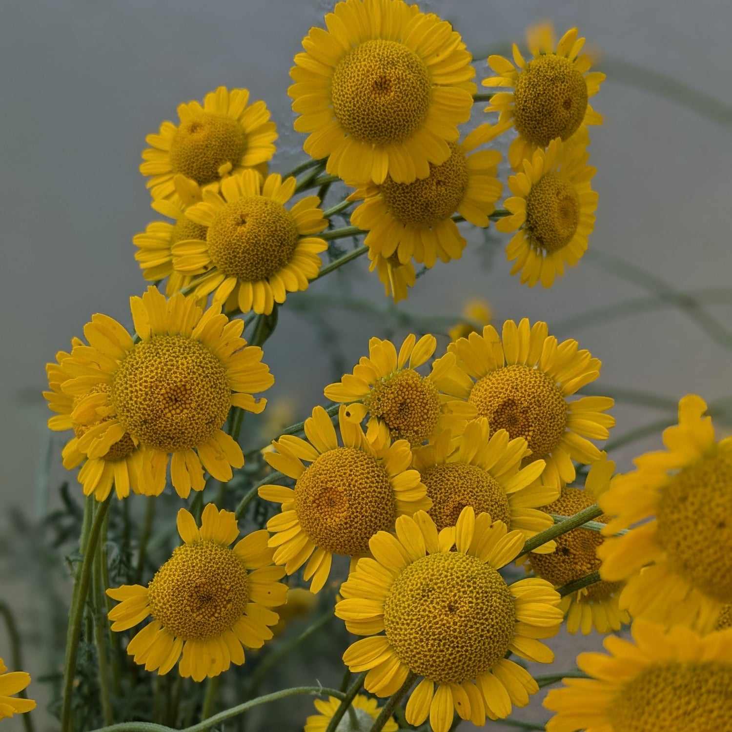 Golden Marguerite Kelwayii Seeds