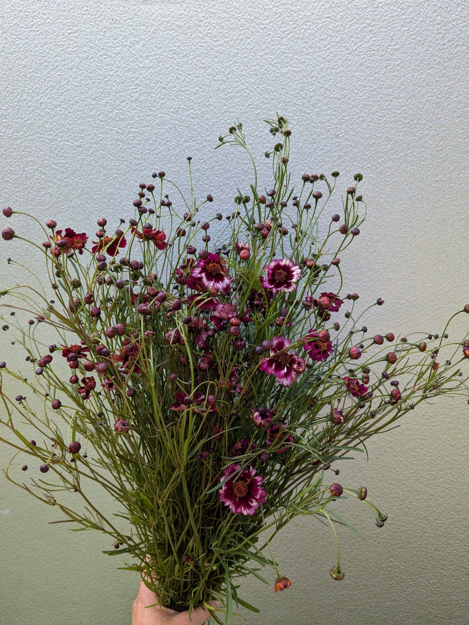 Coreopsis Romance Seeds - Bred by Jig-Bee