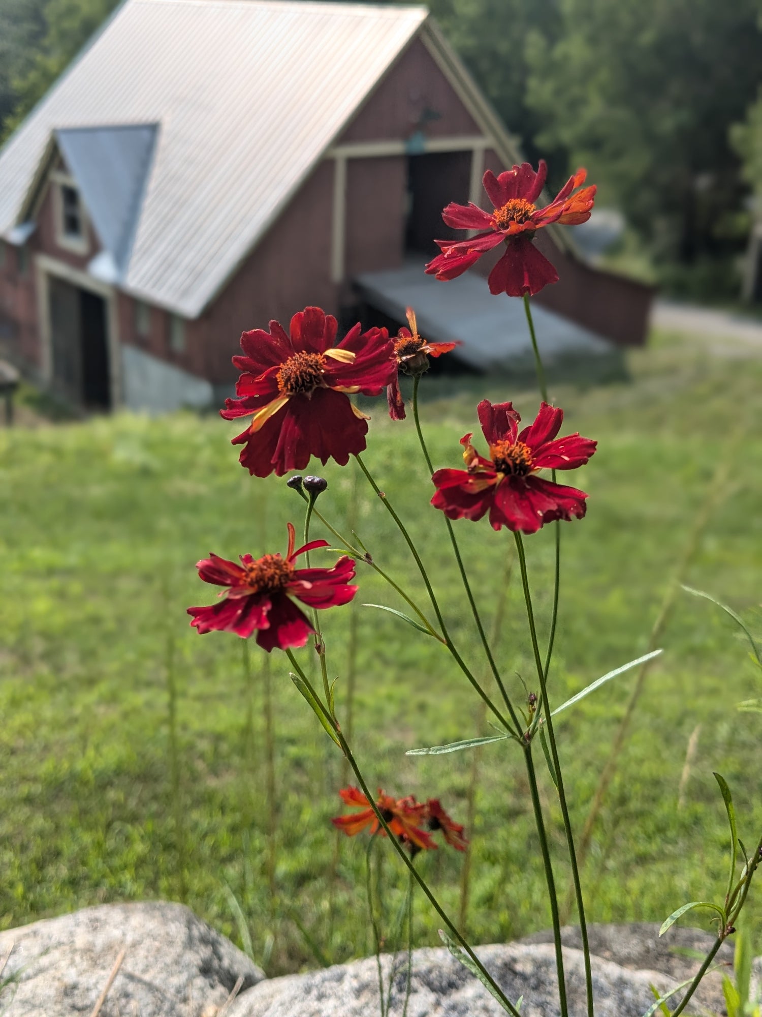 Coreopsis Cinnamon Seeds