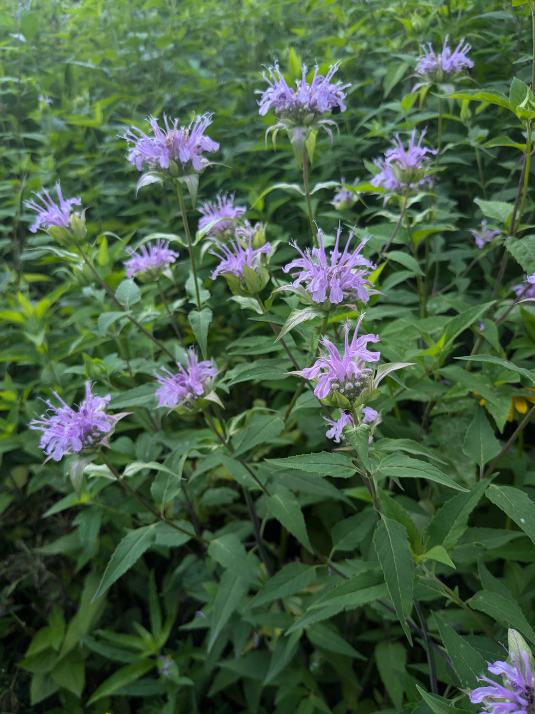 Wild Bergamot Seeds