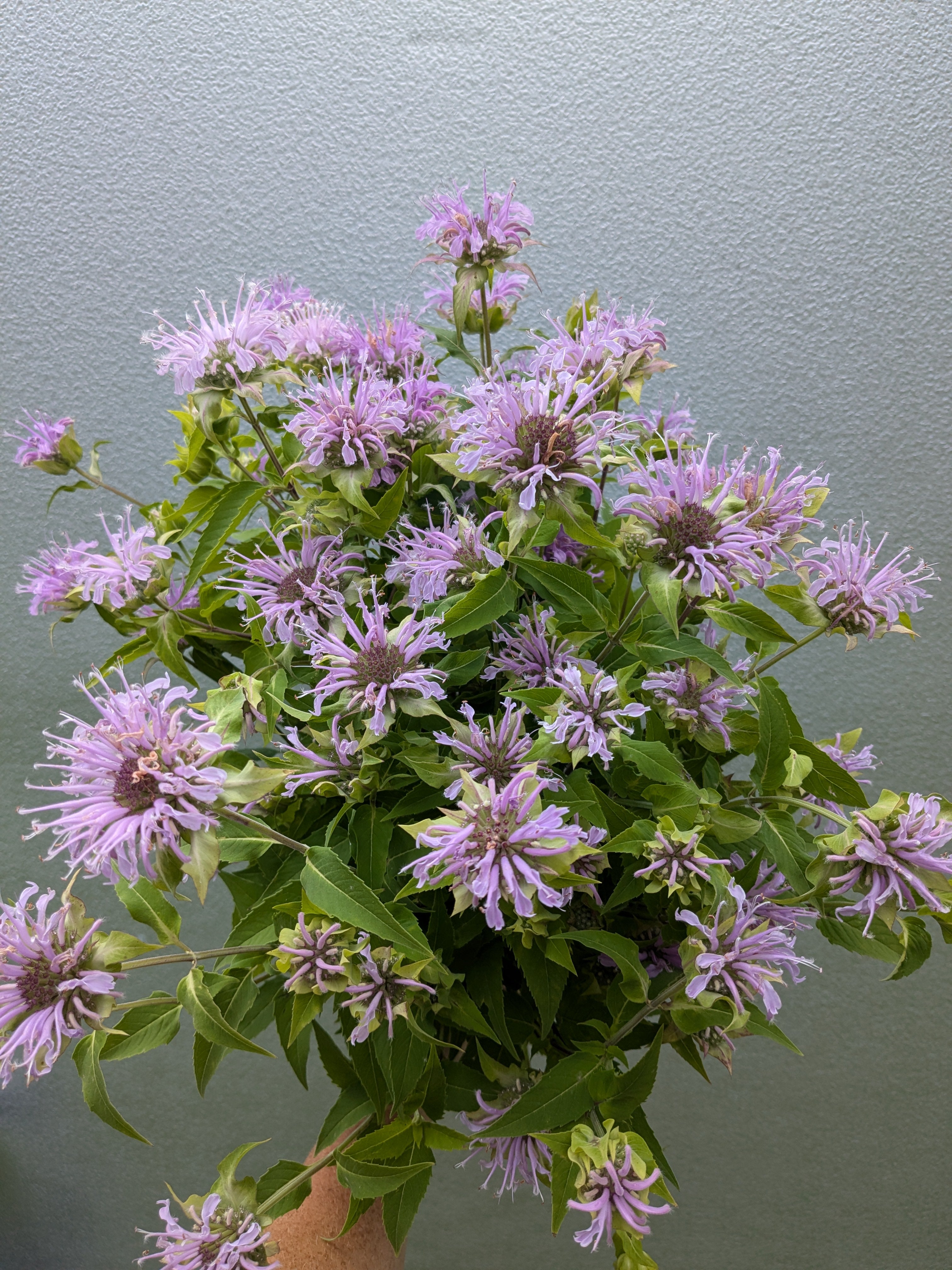 Wild Bergamot Seeds