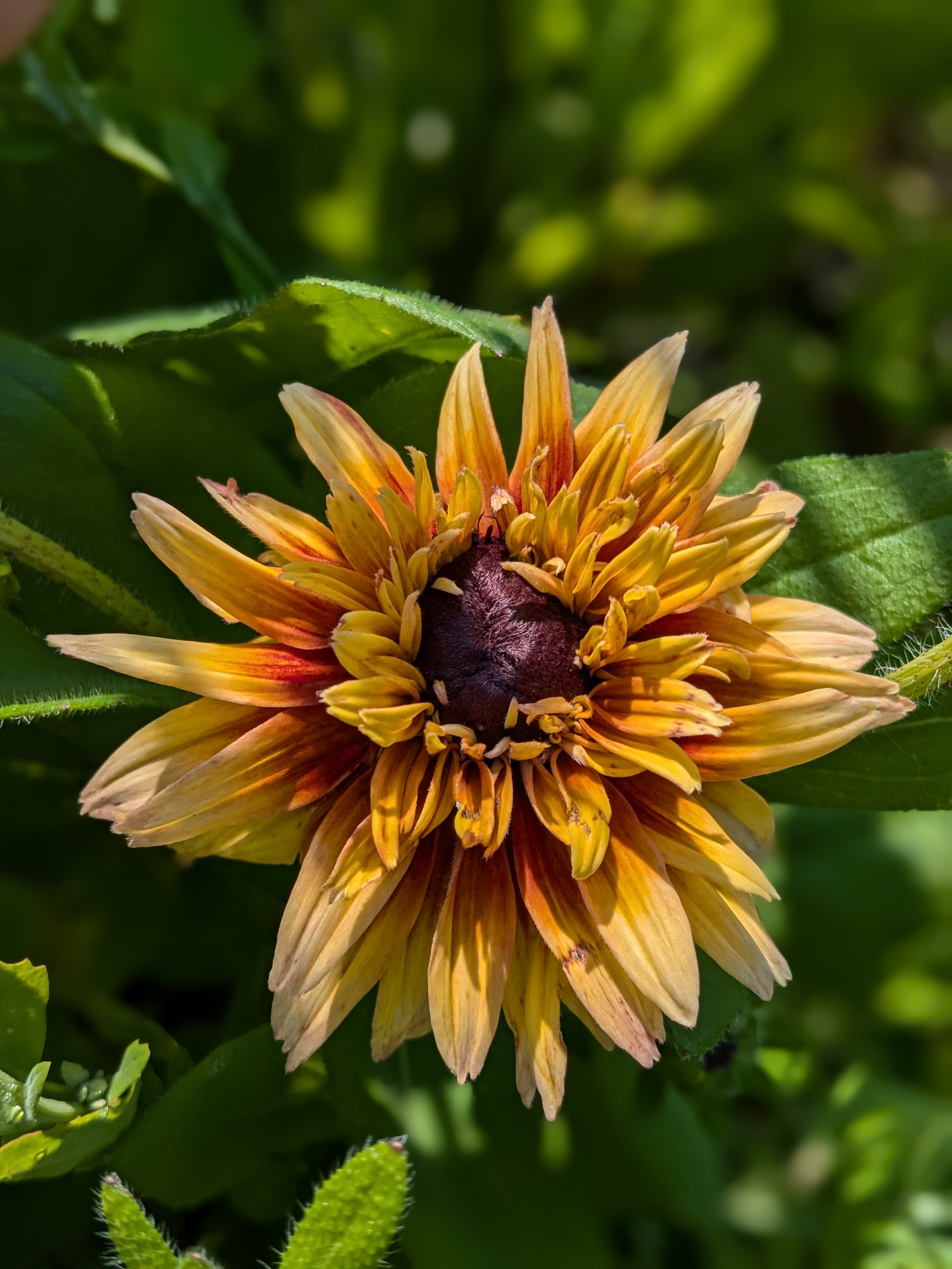 Rudbeckia Breeding Mix - Double Yellow Selection Seeds