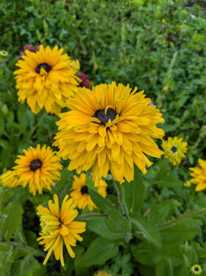 Rudbeckia Breeding Mix - Double Yellow Selection Seeds