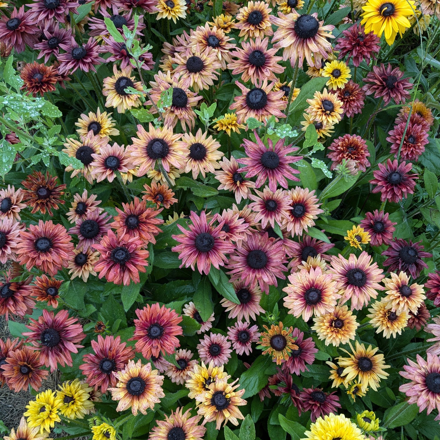 Rudbeckia Breeding Mix - Sahara Selection Seeds