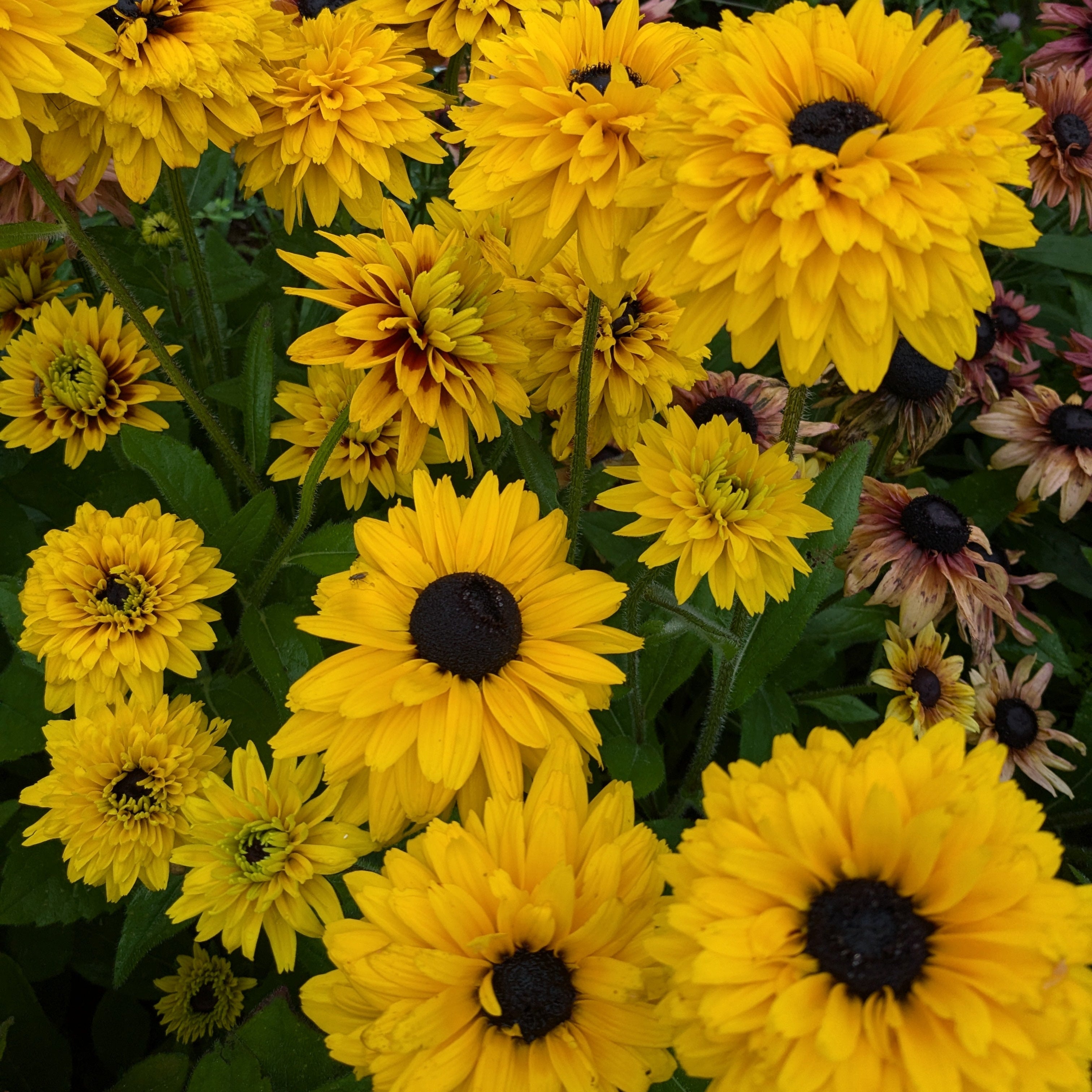 Rudbeckia Breeding Mix - Double Yellow Selection Seeds