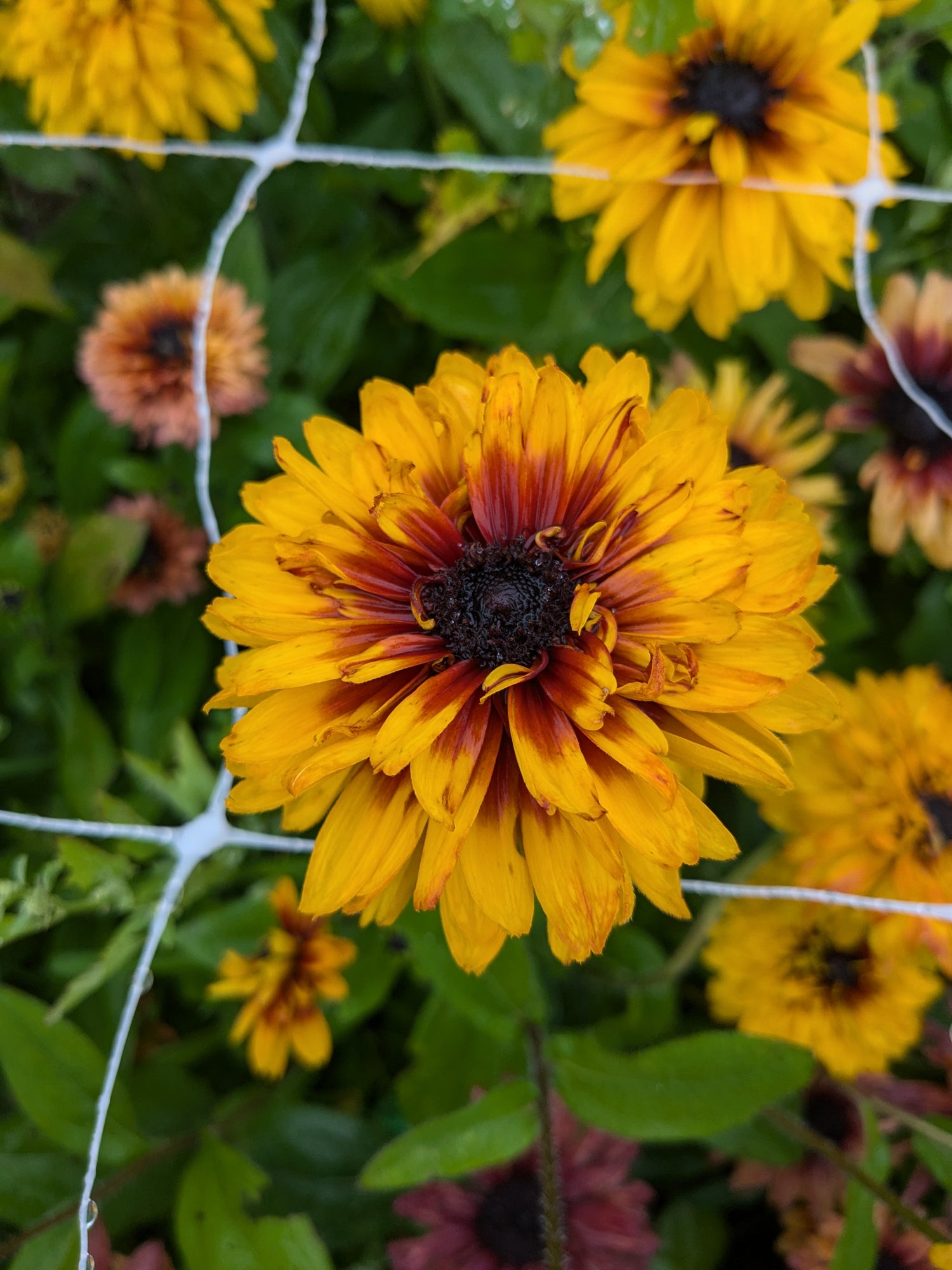 Rudbeckia Breeding Mix - Double Yellow Selection Seeds