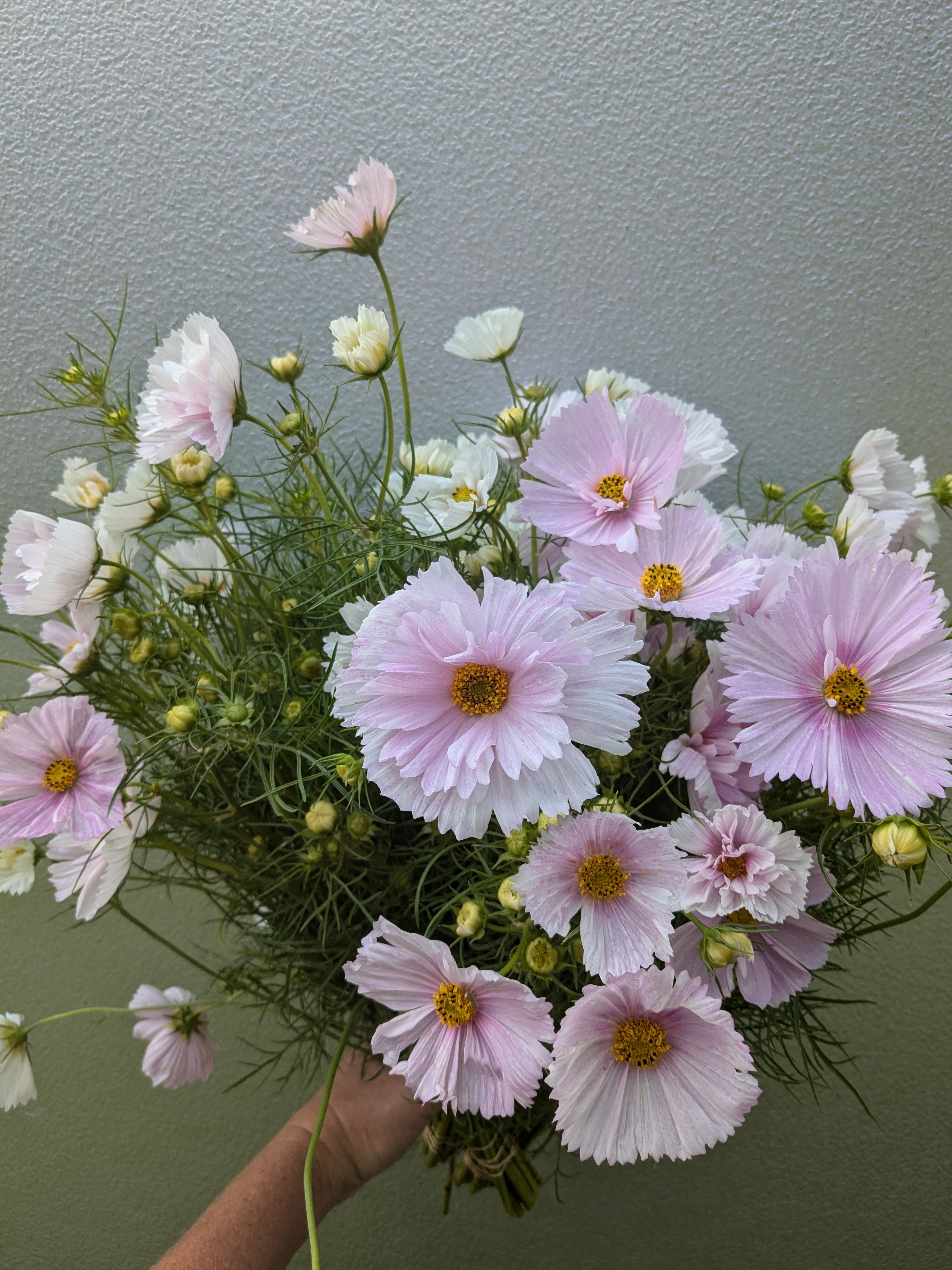 Cosmos Cupcakes Blush Seeds