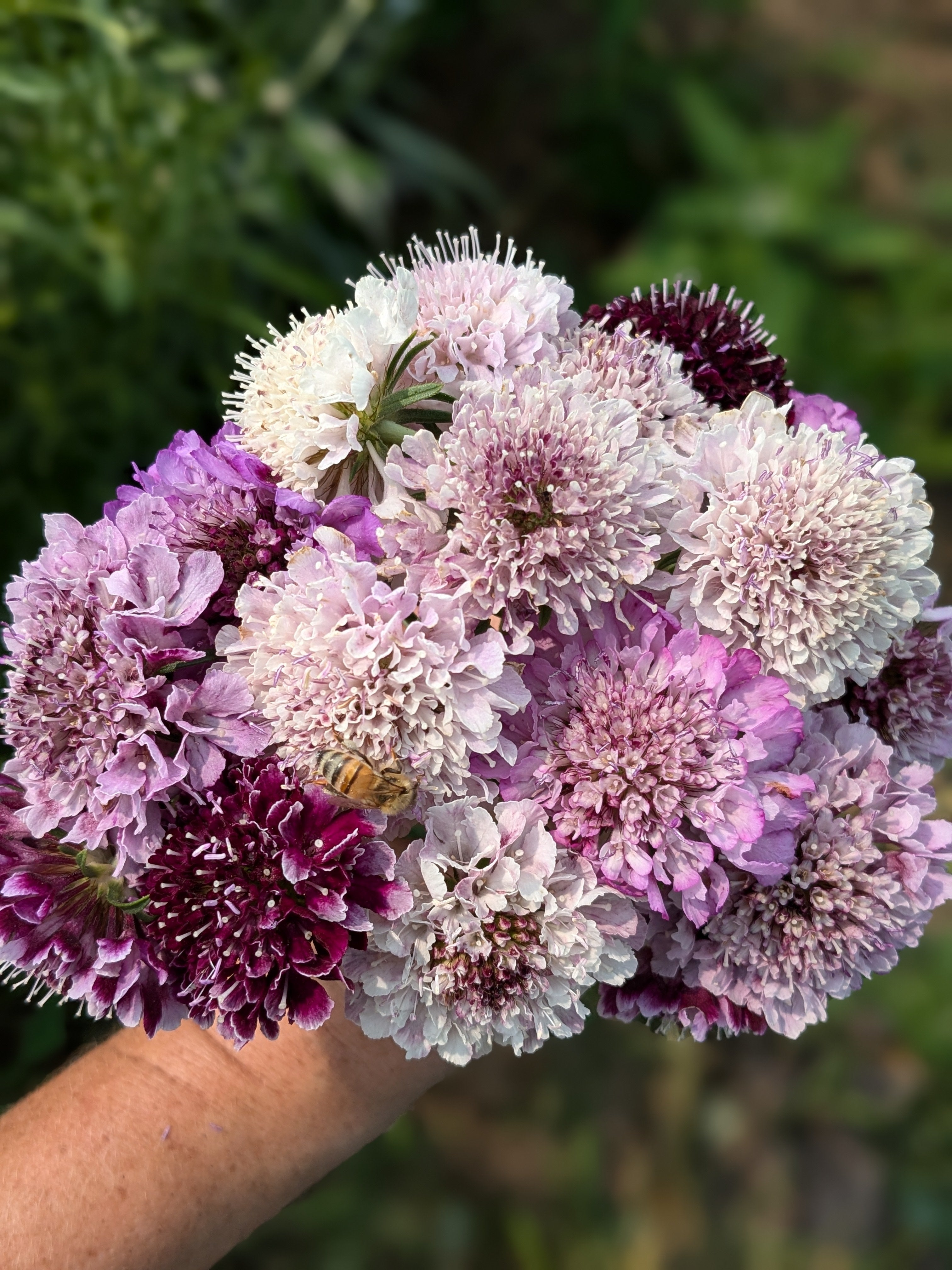 Scabiosa Lavender Picotee Mix Seeds