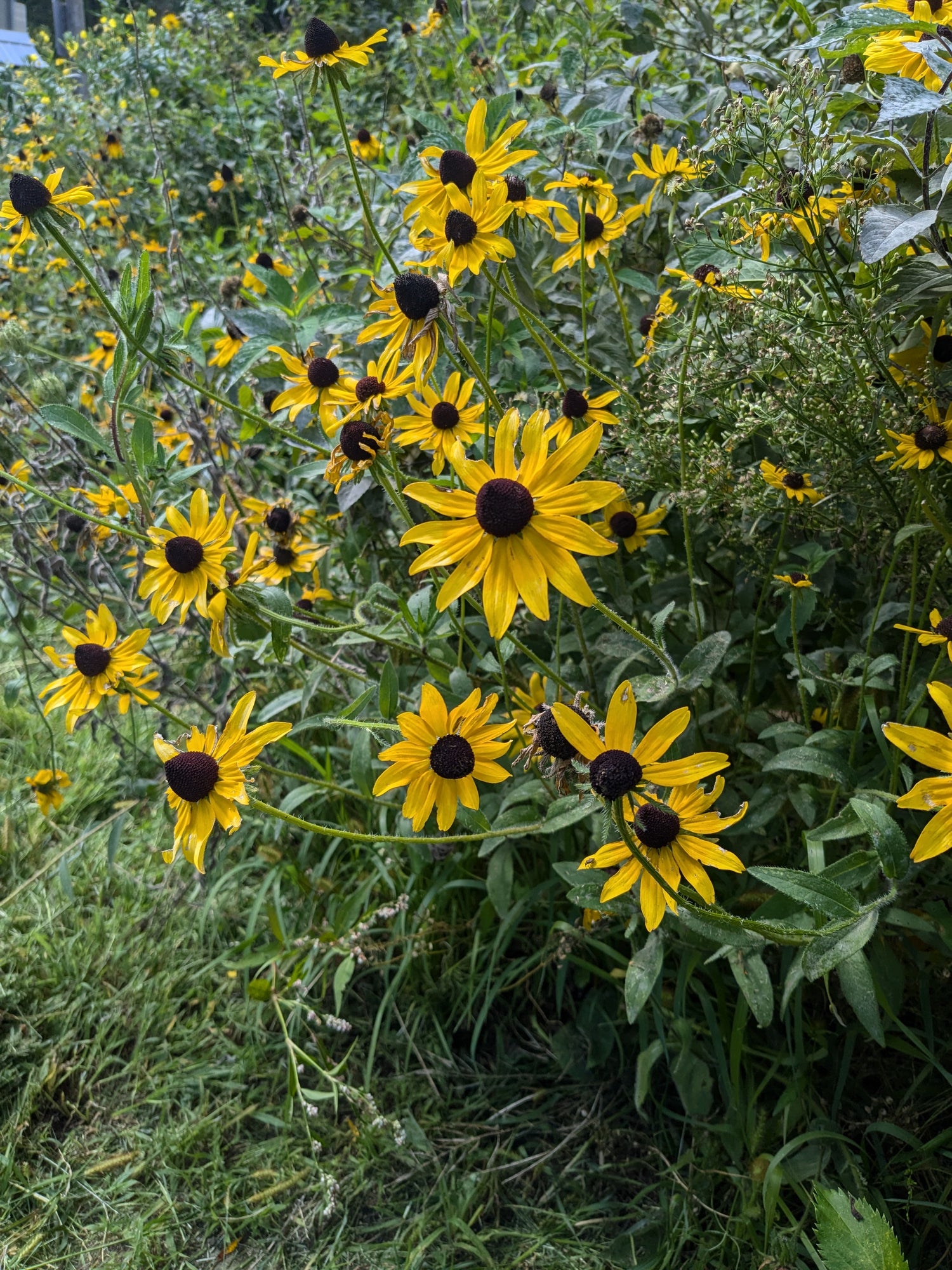 Rudbeckia Seeds