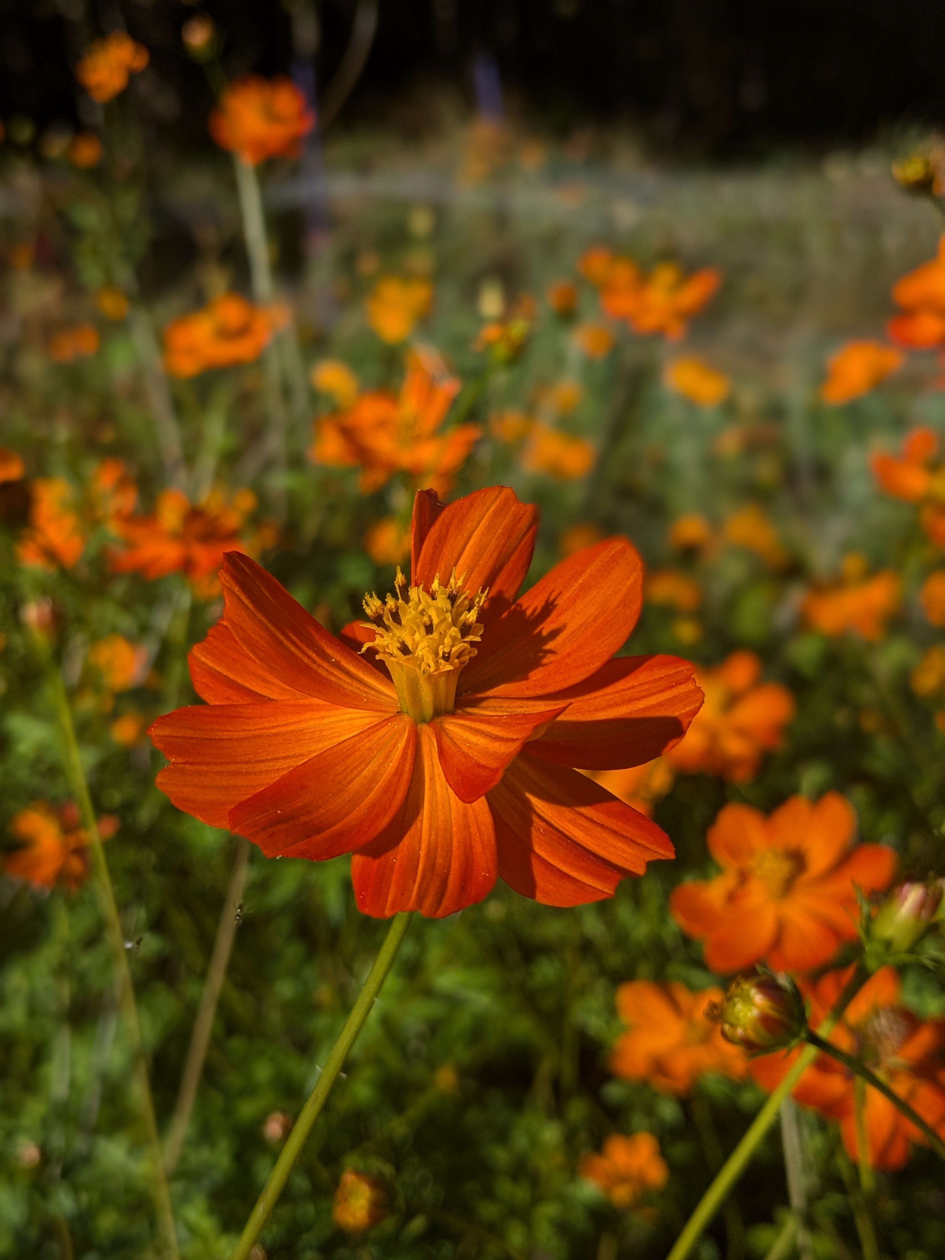 Cosmos Sunset Seeds